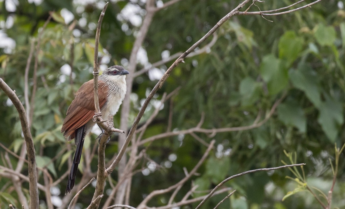 White-browed Coucal (White-browed) - ML111308831