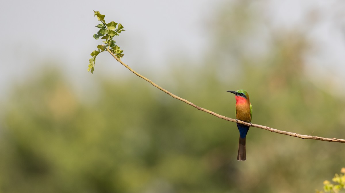 Red-throated Bee-eater - ML111313191
