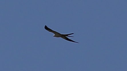 Swallow-tailed Kite - David Sarkozi cc