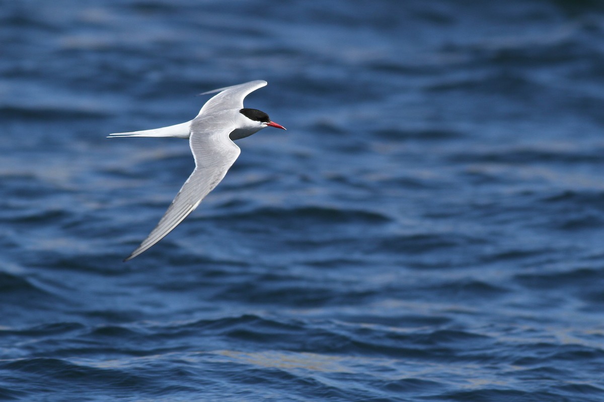 Arctic Tern - Evan Lipton