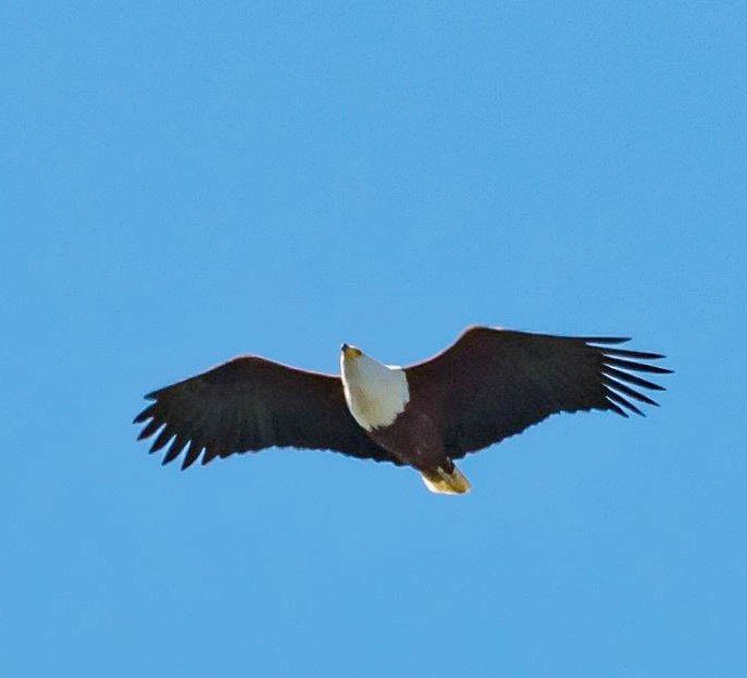 African Fish-Eagle - ML111318891