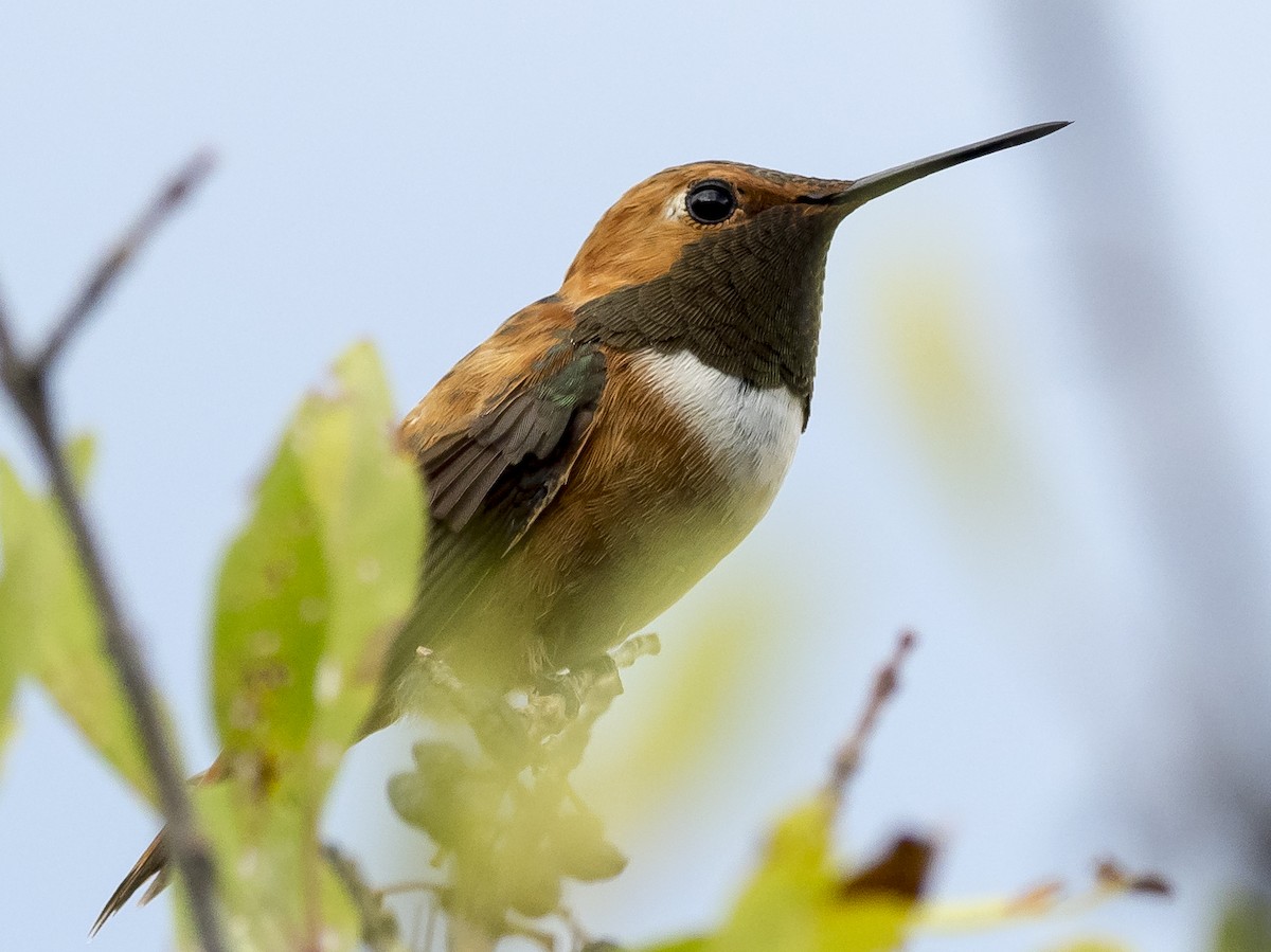 Rufous Hummingbird - Peterb Assmann