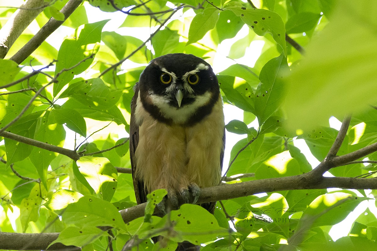 Spectacled Owl - ML111322111