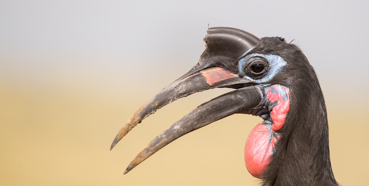 Abyssinian Ground-Hornbill - Ian Davies