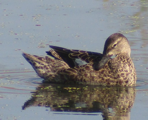 Blue-winged Teal - ML111323561