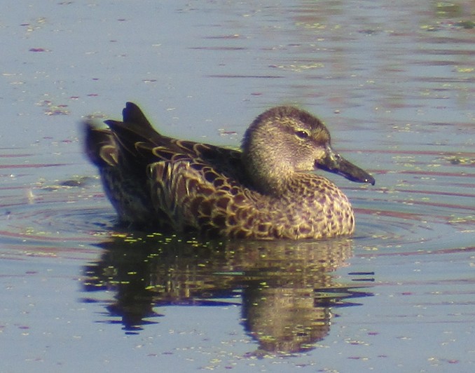 Blue-winged Teal - ML111323571