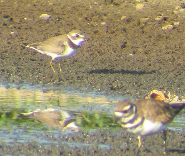 Semipalmated Plover - ML111323961