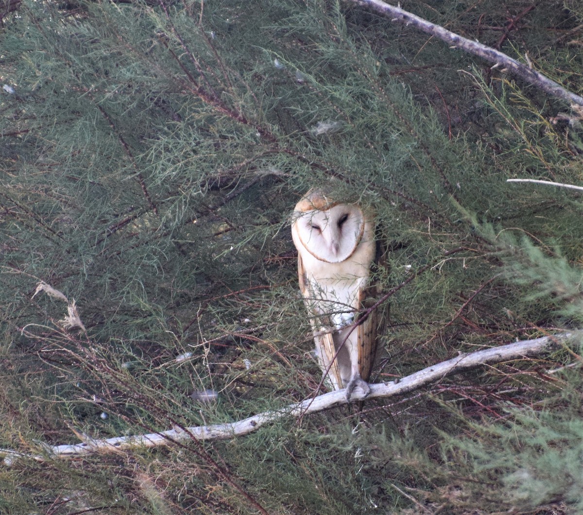 Barn Owl - Dessi Sieburth