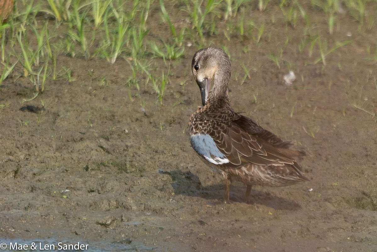 Blue-winged Teal - ML111328201
