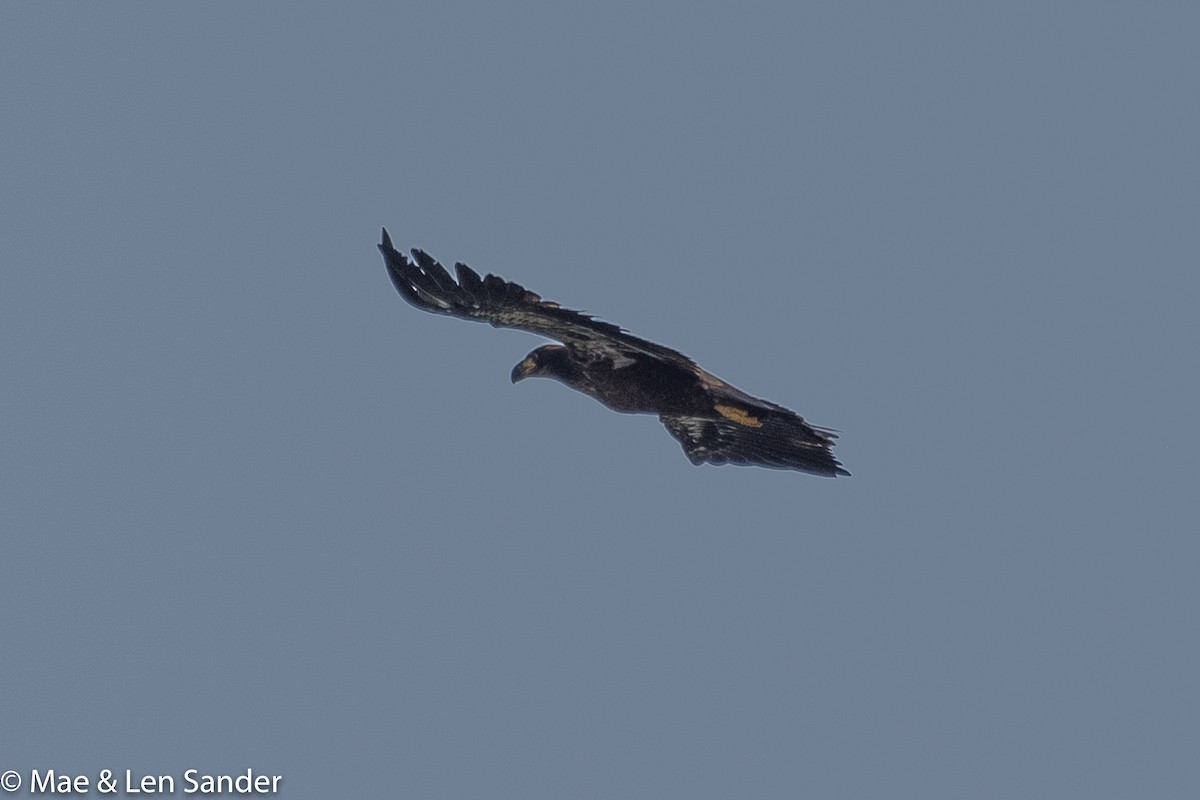 Bald Eagle - Len Sander
