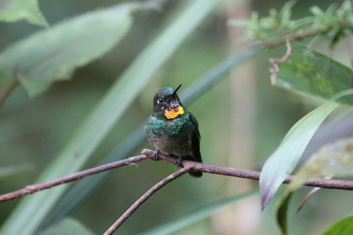 kolibřík drobný - ML111330231