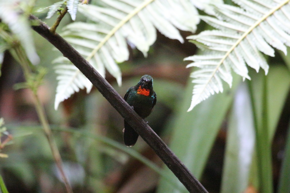 kolibřík drobný - ML111330521