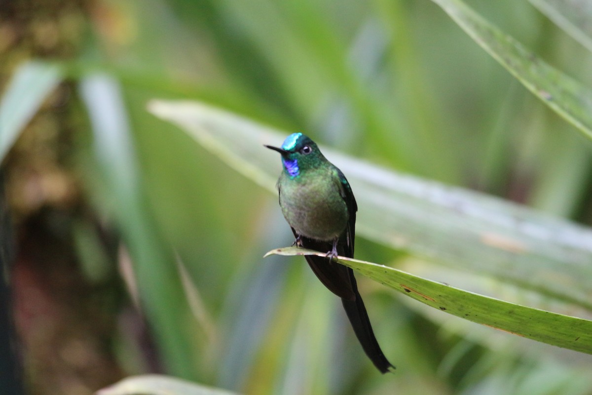 Long-tailed Sylph - ML111331211