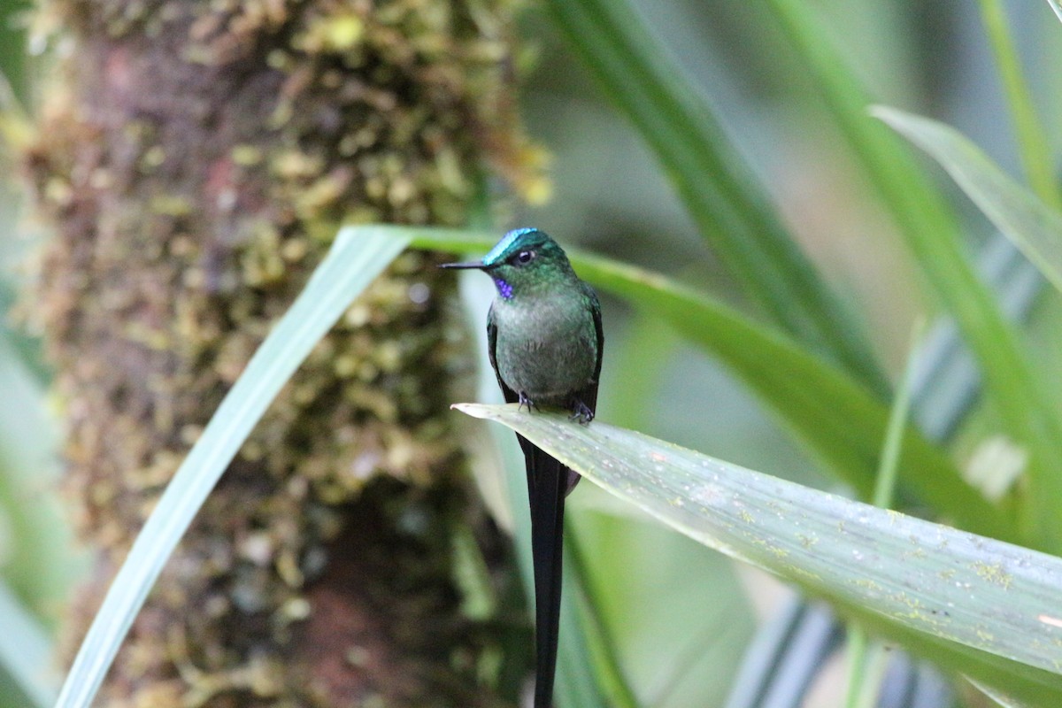Long-tailed Sylph - ML111331581