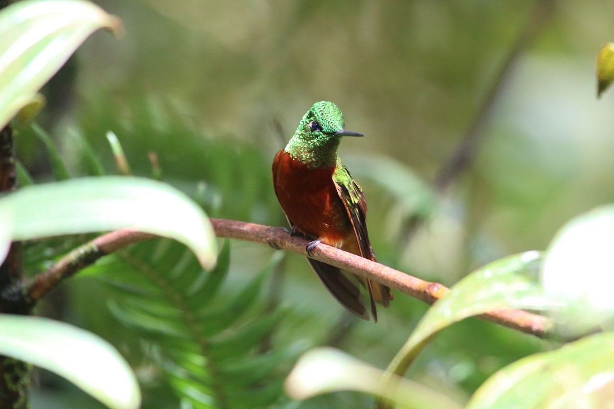 kolibřík peruánský - ML111332221