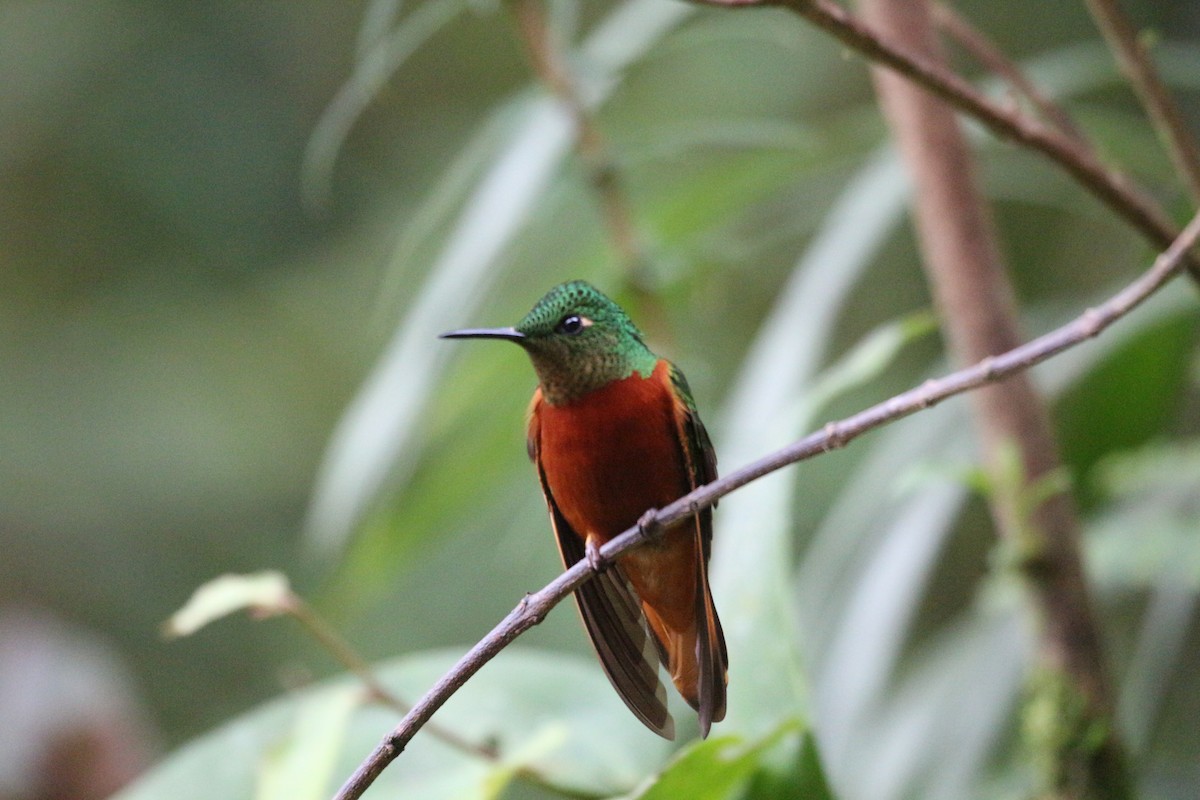 kolibřík peruánský - ML111332461