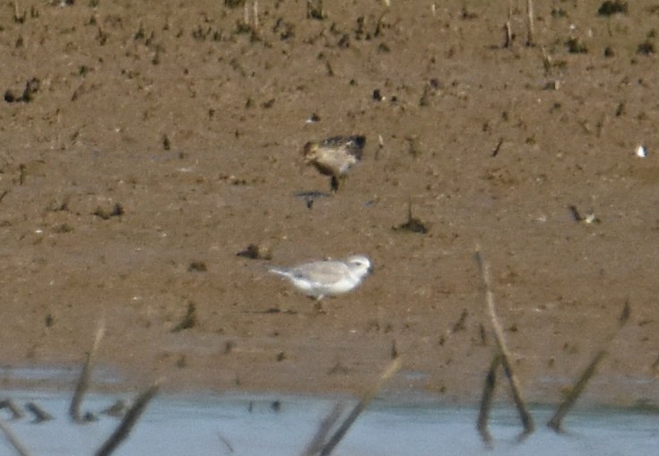 Piping Plover - ML111332721