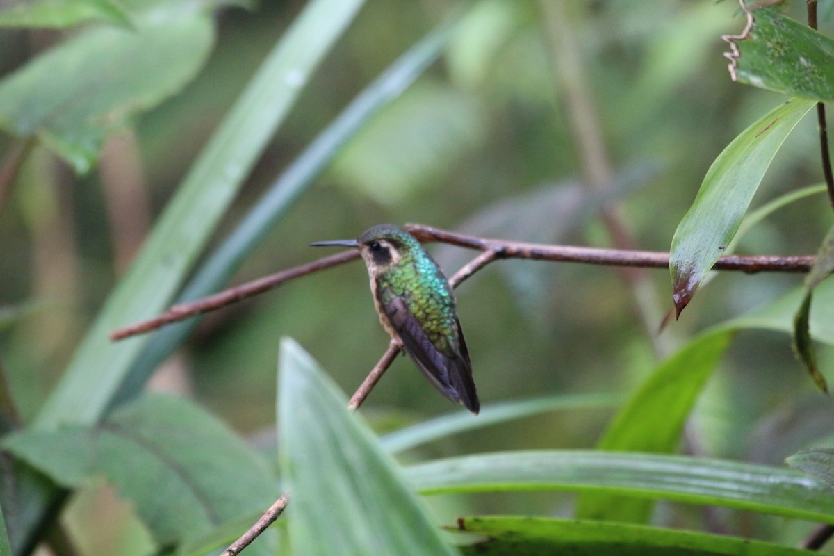 Speckled Hummingbird - ML111332931