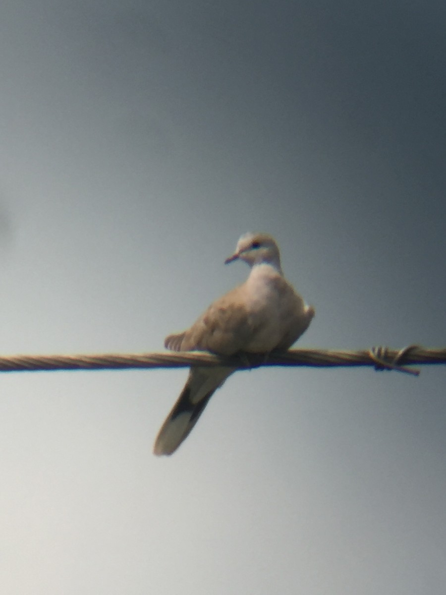 Eurasian Collared-Dove - Tim Cornish