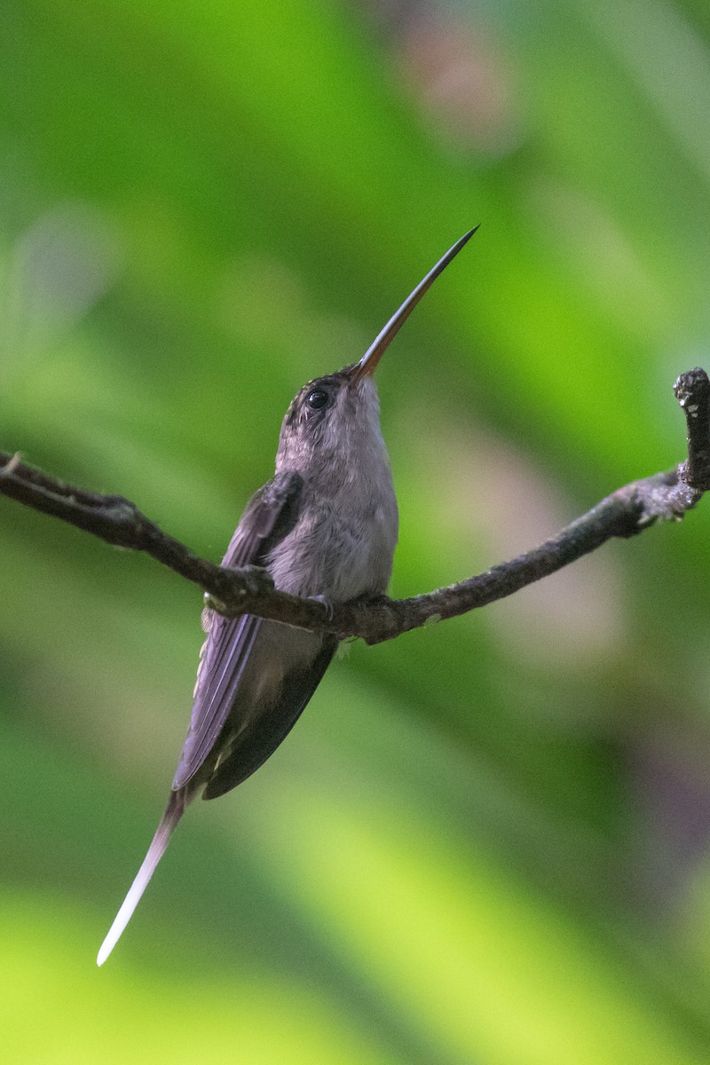 Прямоклювый колибри-отшельник - ML111334641