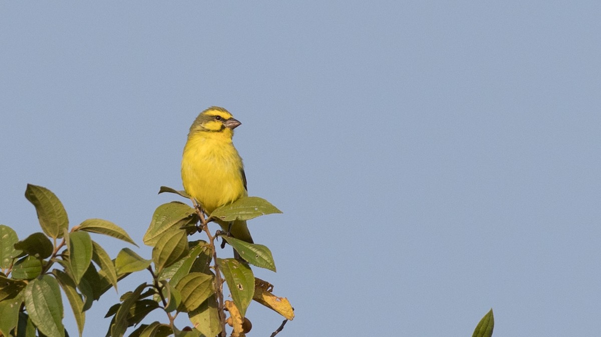 Yellow-fronted Canary - ML111335421