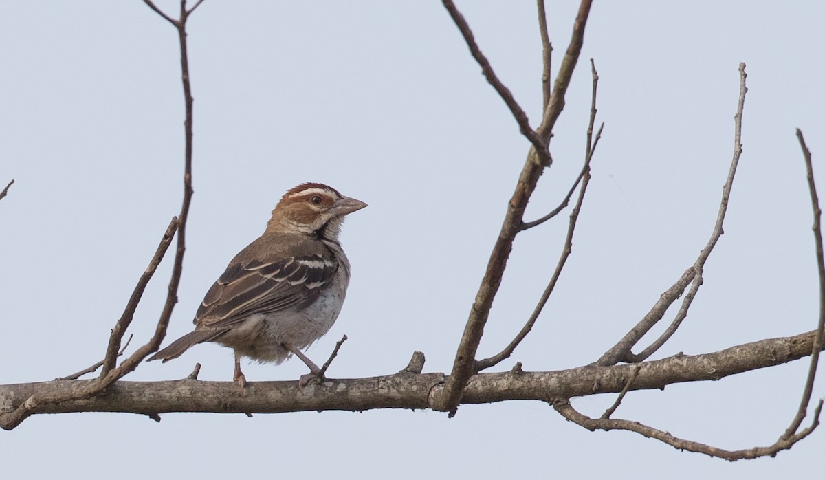 Chestnut-crowned Sparrow-Weaver - ML111336561