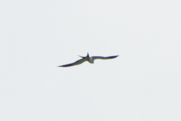 Swallow-tailed Kite - Jacob Wessels