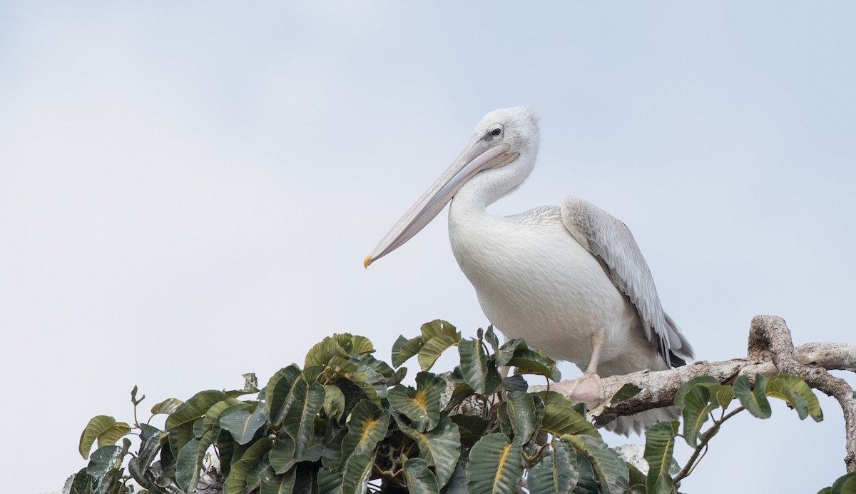 Pink-backed Pelican - ML111338691