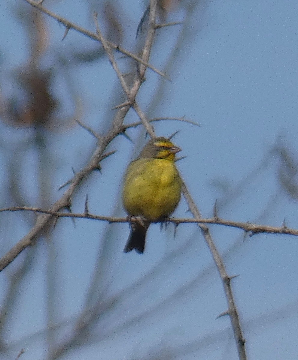 Yellow-fronted Canary - Gary Byerly