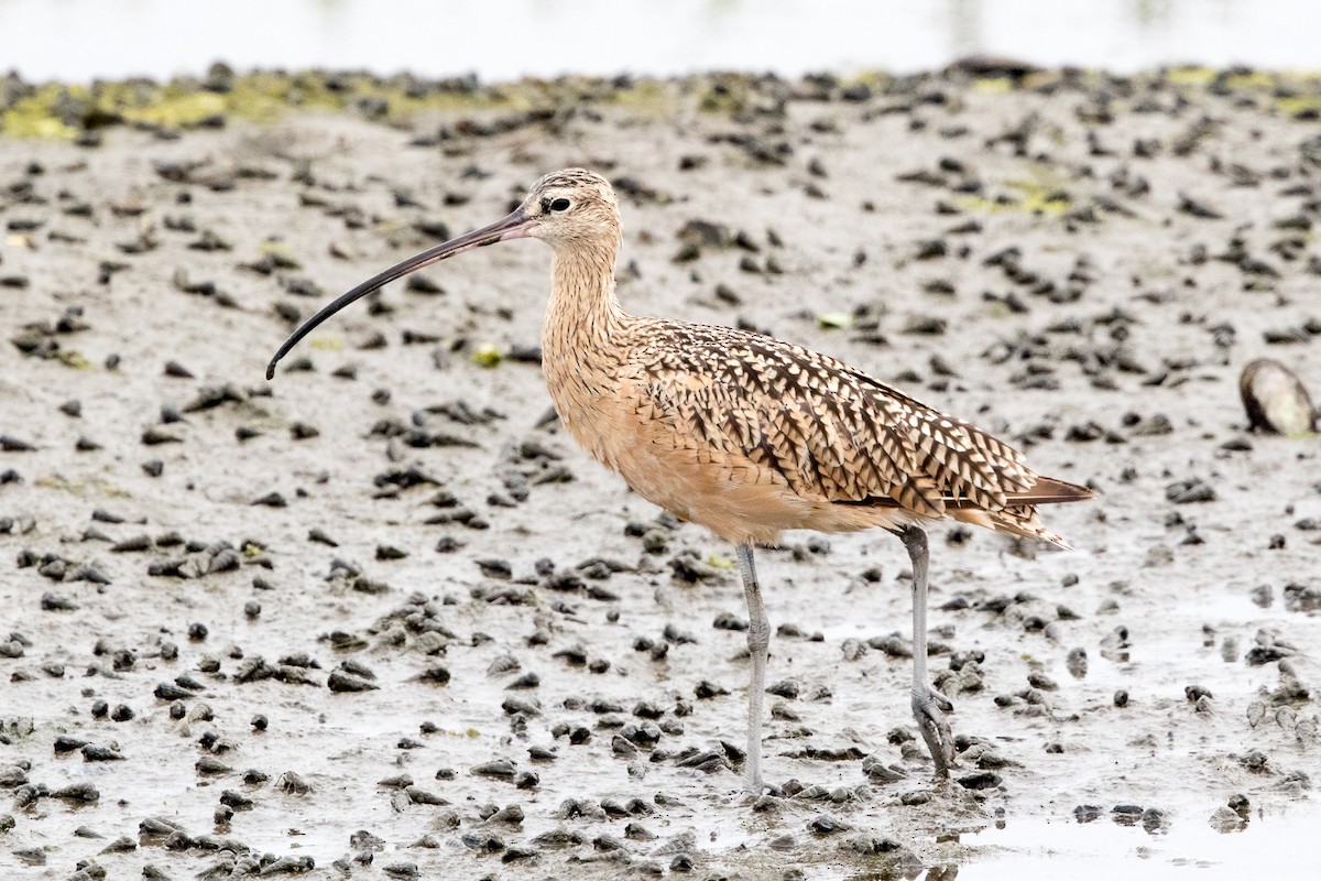 Long-billed Curlew - ML111339281
