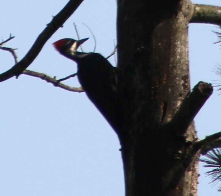 Pileated Woodpecker - ML111342161