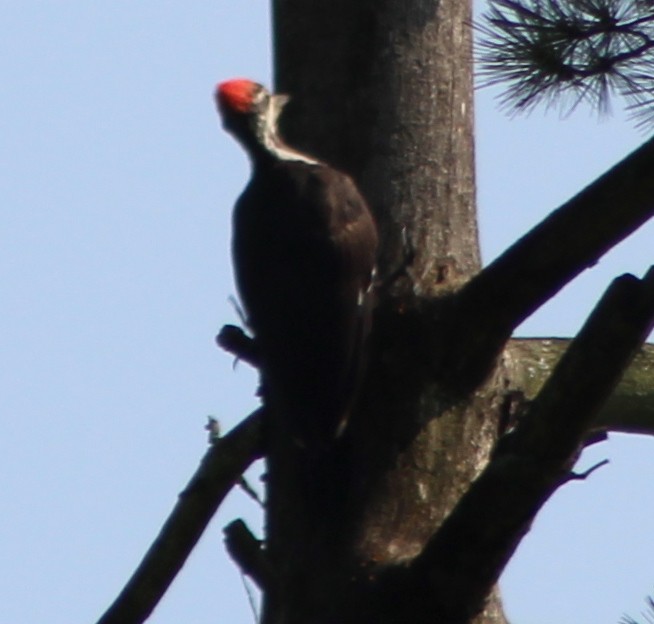 Pileated Woodpecker - Caine Kolinski