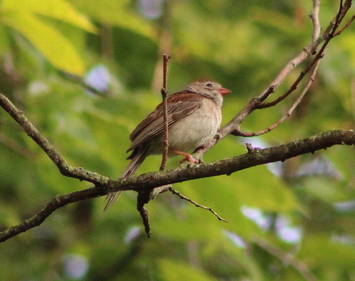 Field Sparrow - ML111342261