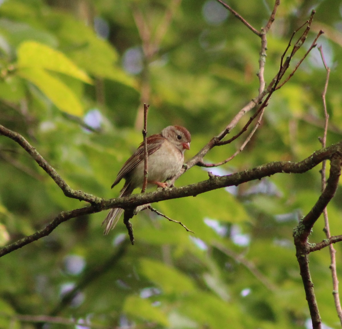Field Sparrow - ML111342281