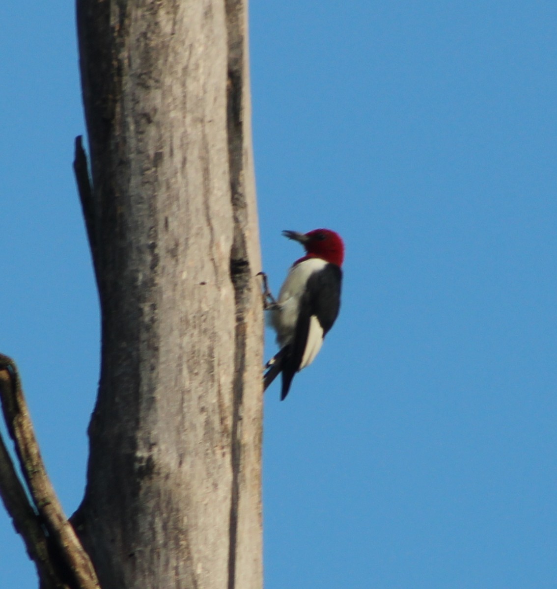 Red-headed Woodpecker - Caine Kolinski