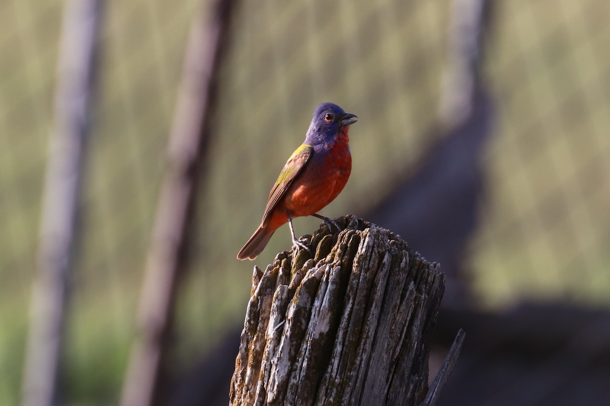 Painted Bunting - Kathy Mihm Dunning