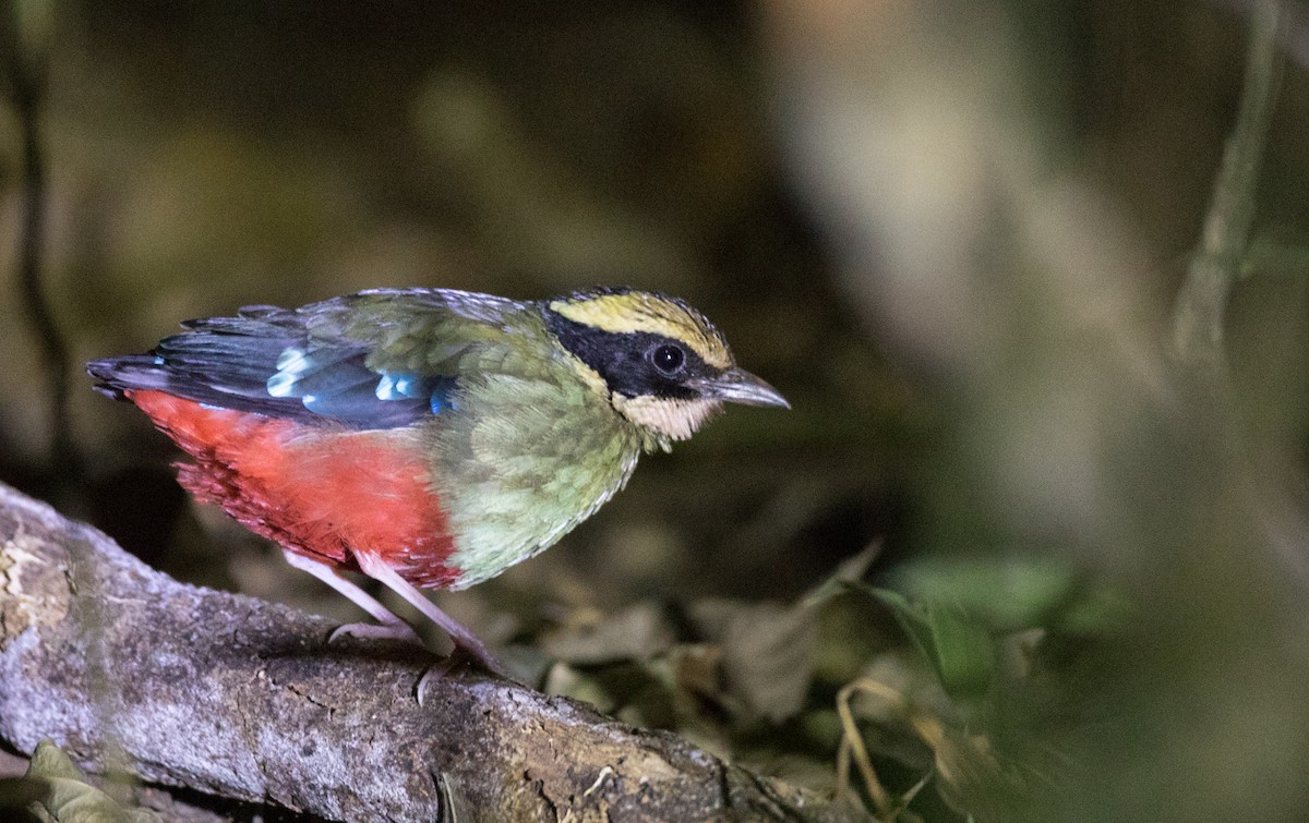 Green-breasted Pitta - ML111347371