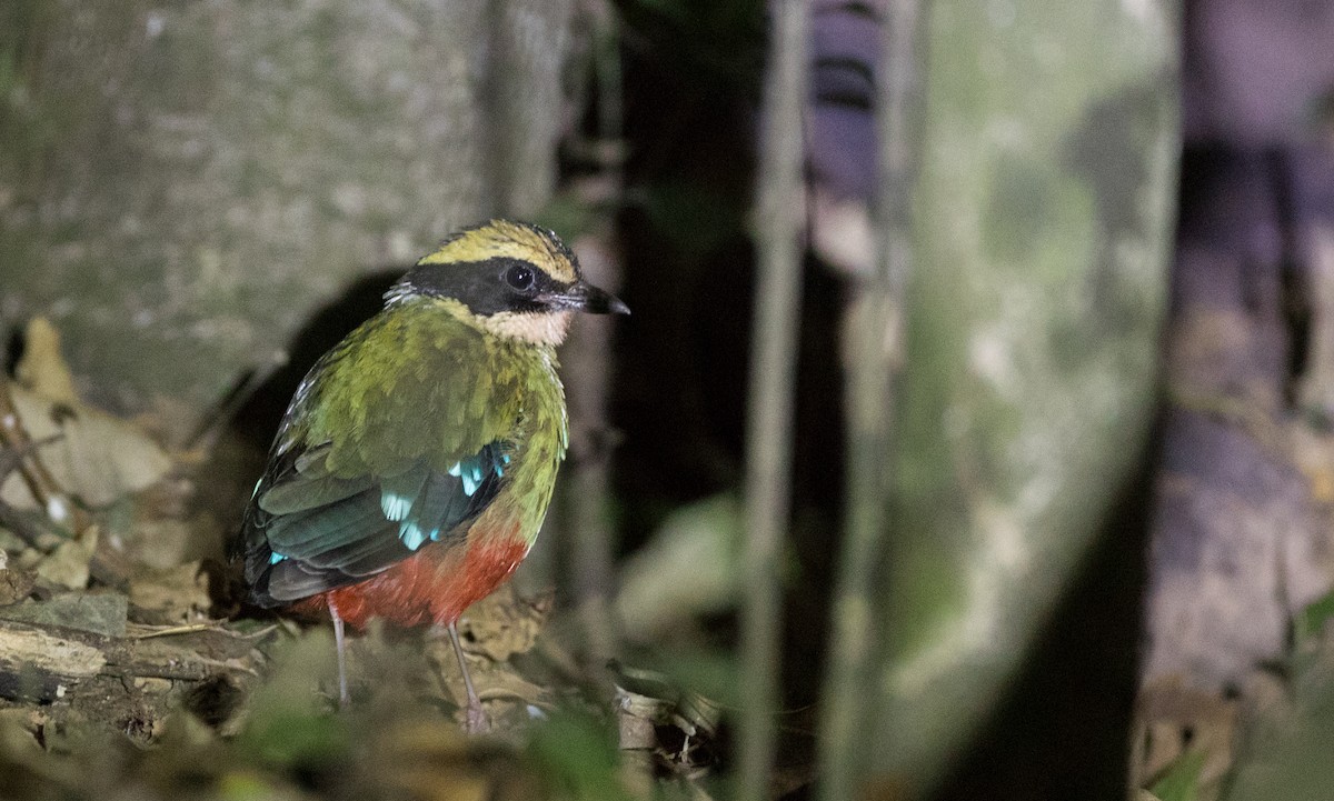 Green-breasted Pitta - ML111347531