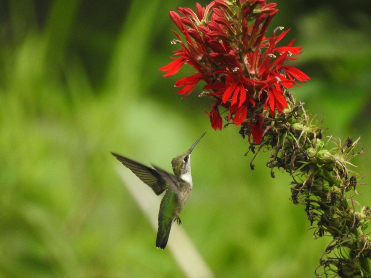 Ruby-throated Hummingbird - Cory Leigh Rahman