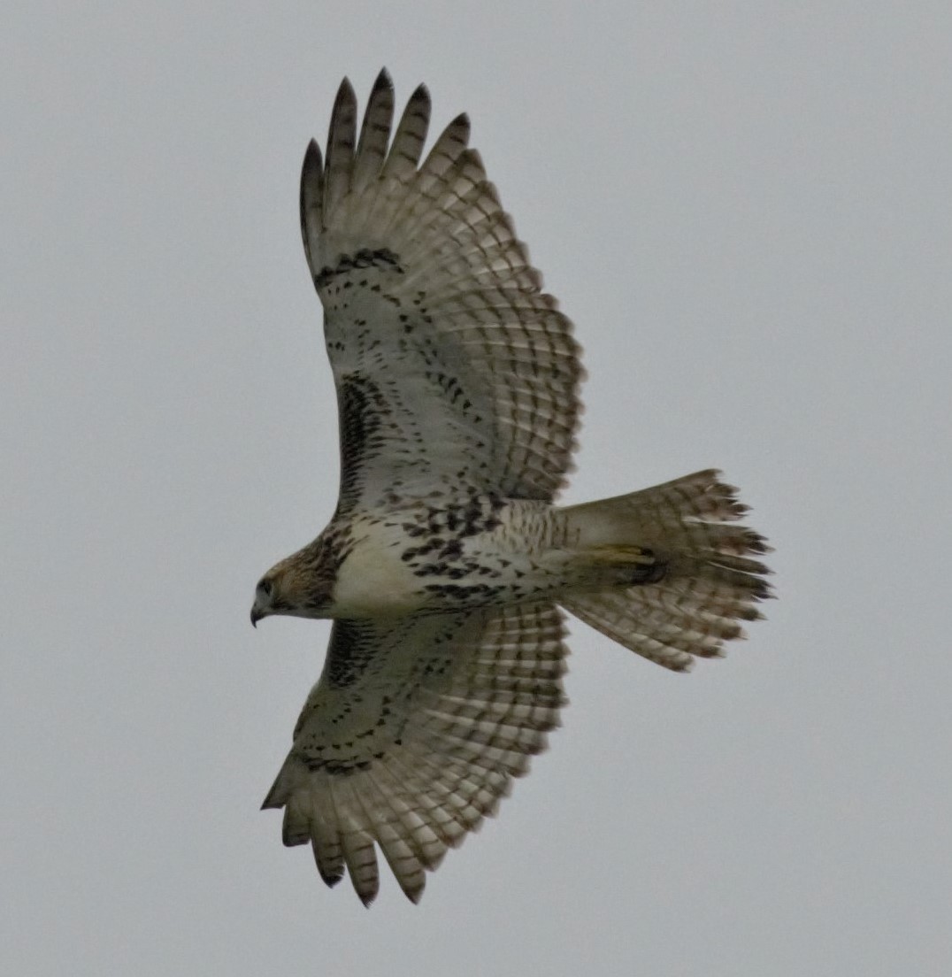 Red-tailed Hawk - ML111349531