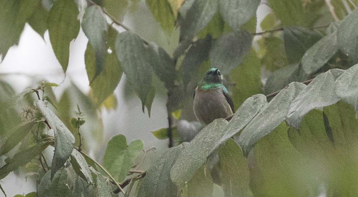 Green Sunbird (Gray-throated) - ML111350221