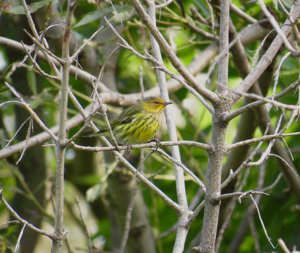 Cape May Warbler - ML111350391