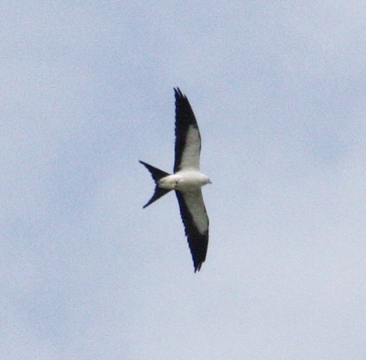 Swallow-tailed Kite - Kristin Trouton