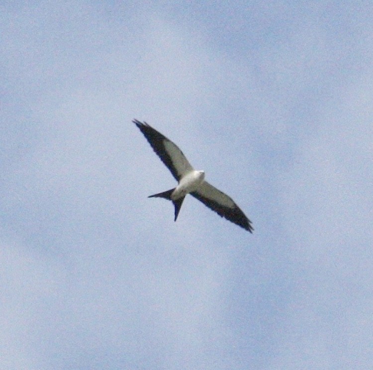 Swallow-tailed Kite - Kristin Trouton