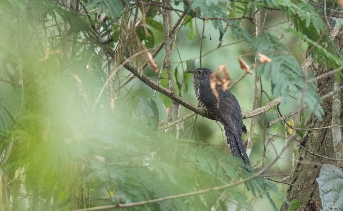 Dusky Long-tailed Cuckoo - Ian Davies