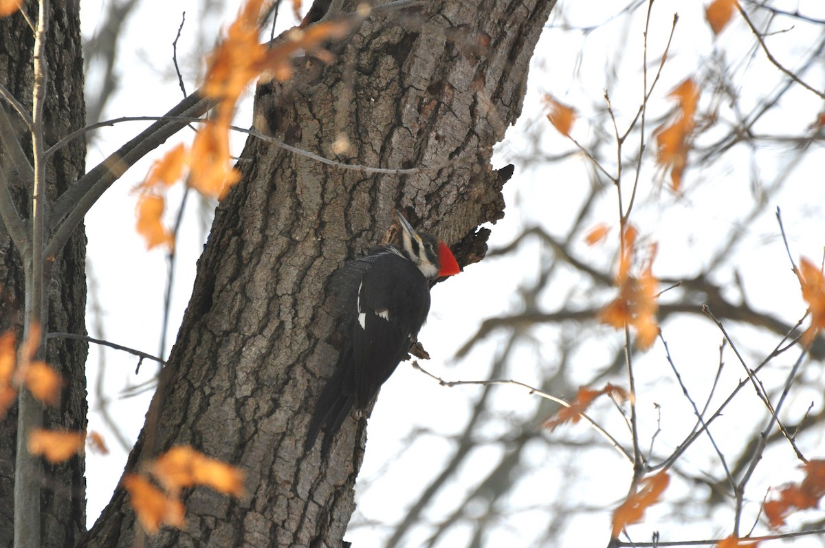 Pileated Woodpecker - irina shulgina