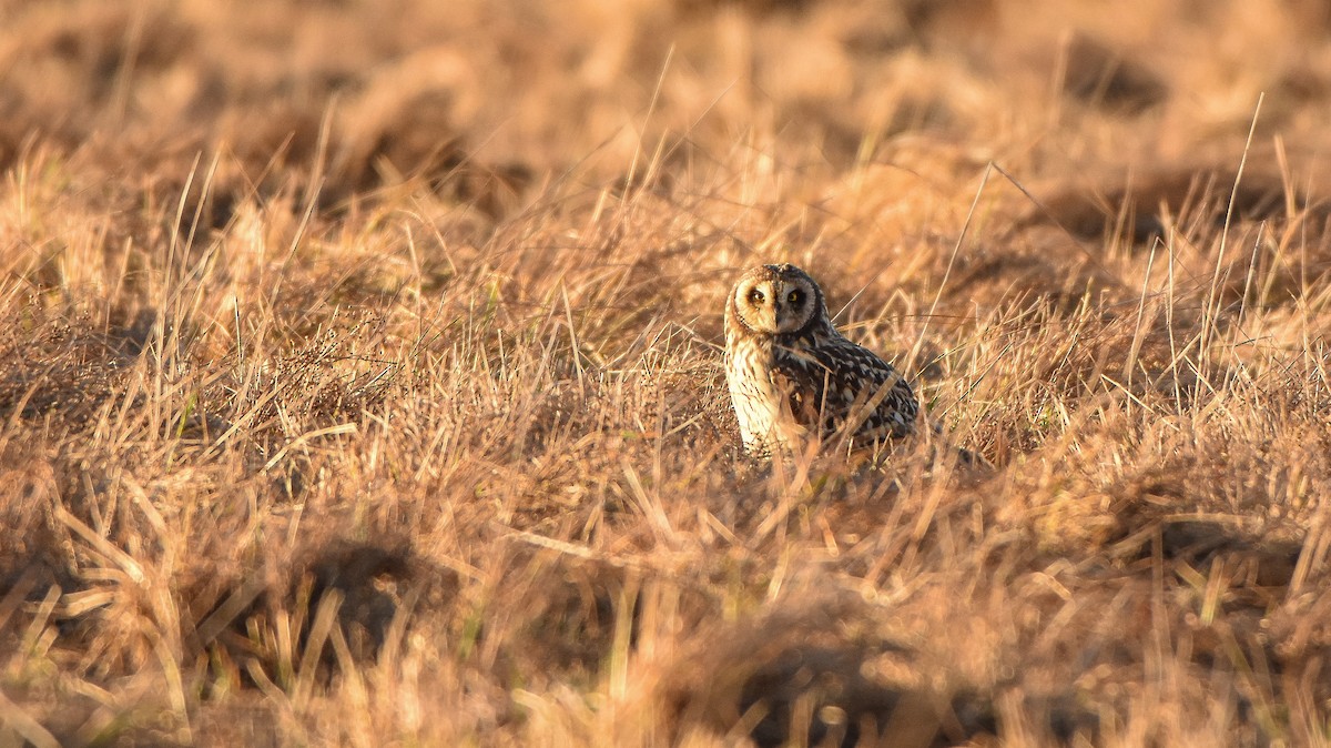 Short-eared Owl - Hederd Torres García