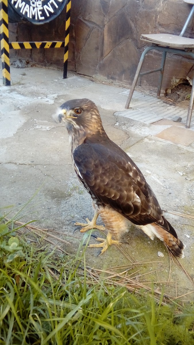 Rufous-tailed Hawk - ML111361161