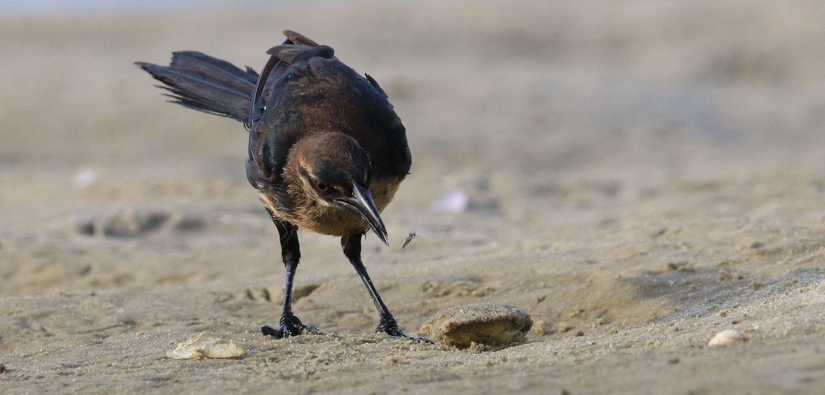 Boat-tailed Grackle - ML111363461