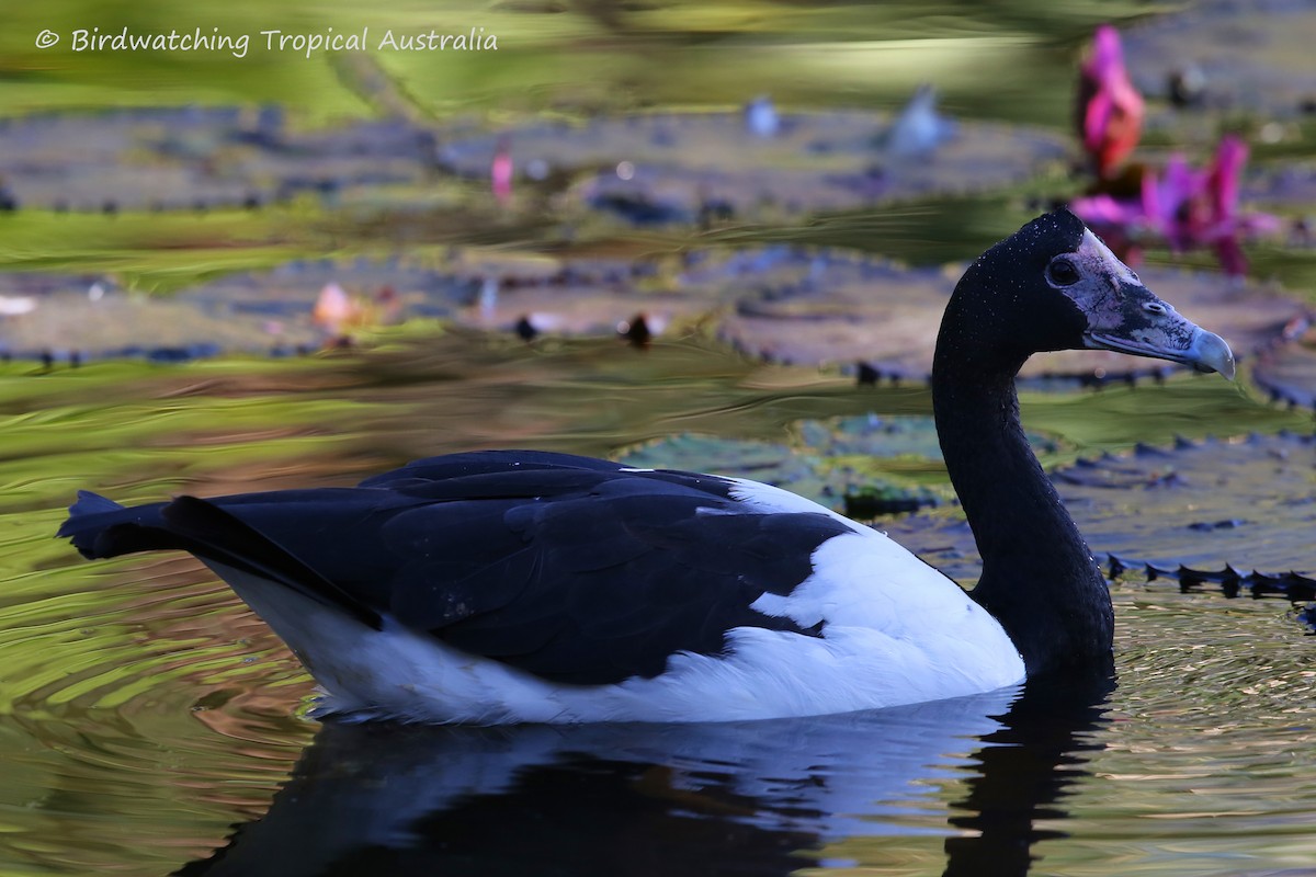 Magpie Goose - Doug Herrington || Birdwatching Tropical Australia Tours